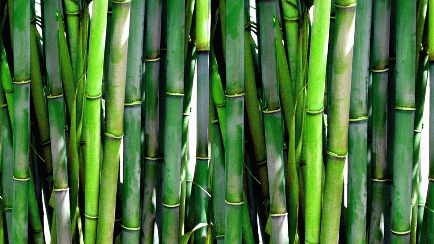 Discover the Benefits of Bamboo Pillows: Nature’s Sleep Solution 🌱